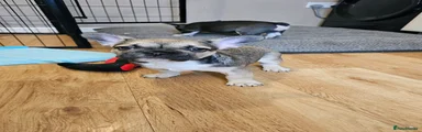 French Bulldog 2