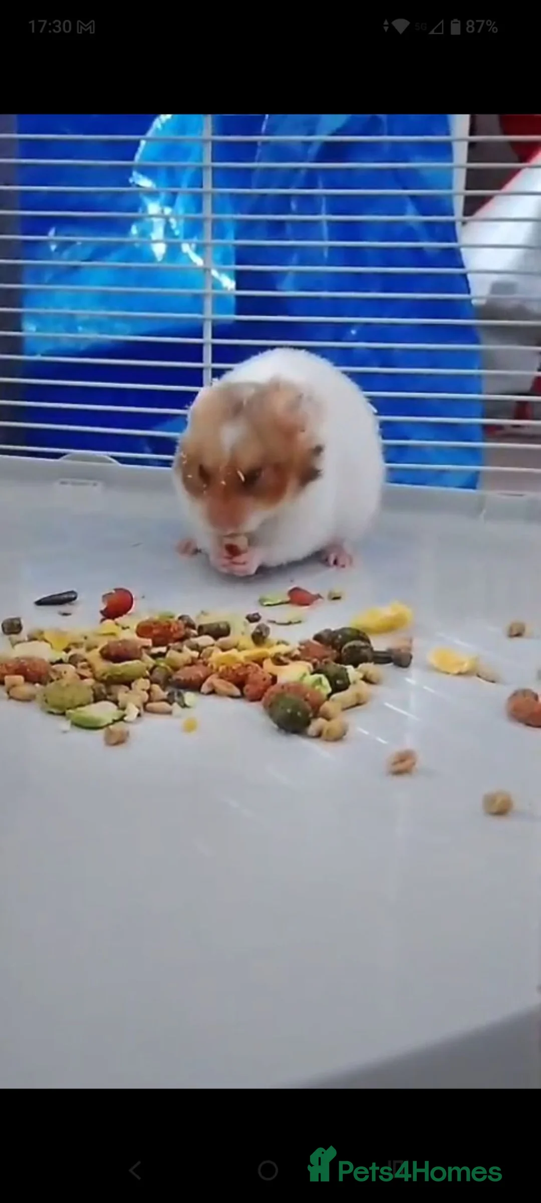 Hamster rodents for sale: Young Syrian Hamster to Adopt  - Advert 3