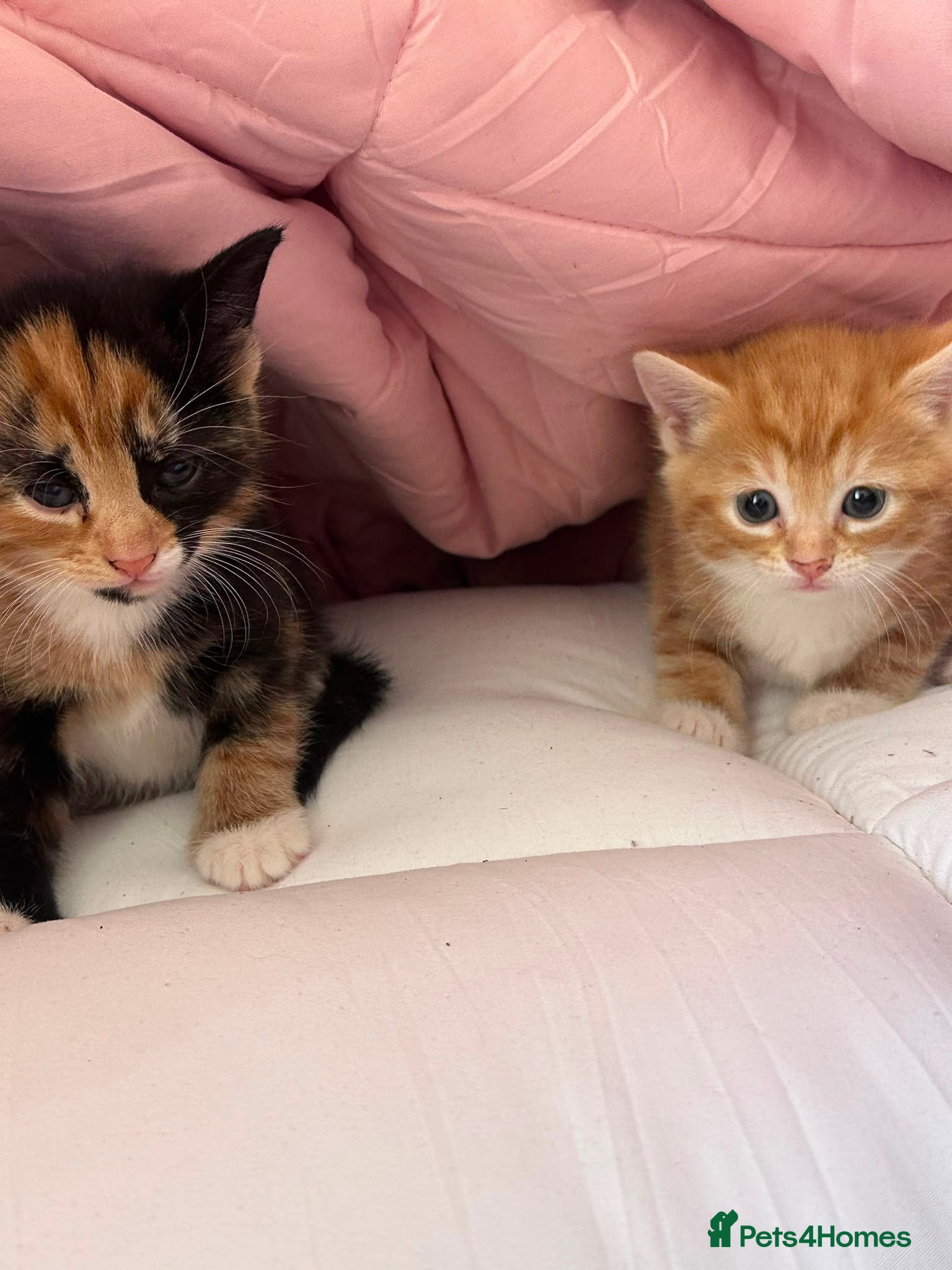 Mixed Breed cats 2 beautiful kittens female 1 female Calico big sis - Advert 3