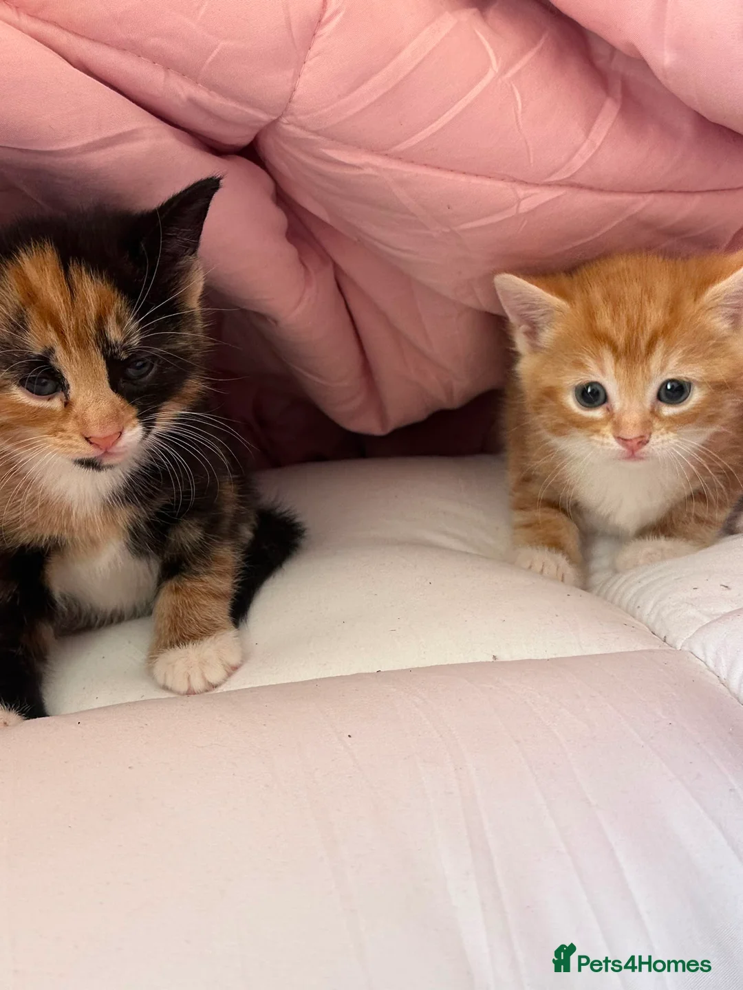 Mixed Breed cats for sale: 2 beautiful kittens female 1 female Calico big sis in Gillingham - Advert 1