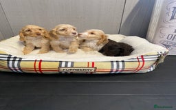 Cockapoo dogs for sale: AMAZING STUNNING F1 SHOW TYPE COCKAPOO  - Image 11