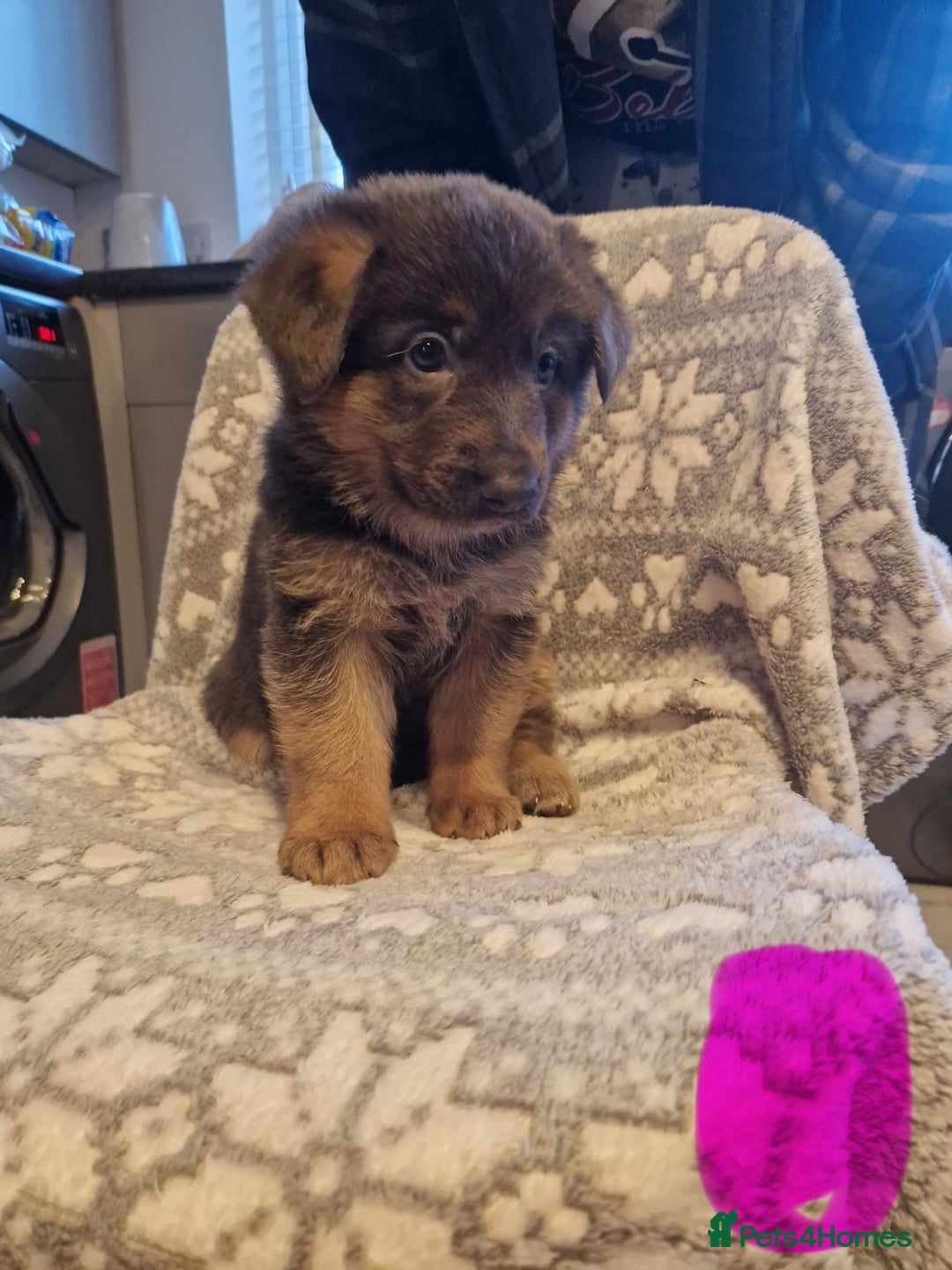German Shepherd dogs for sale: 5 weeks German shepherd puppies  - Advert 14