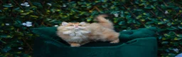 British Longhair cats for sale: VET BRED HEALTH TESTED GCCF KITTENS NOW + WAITLIST - Advert 23