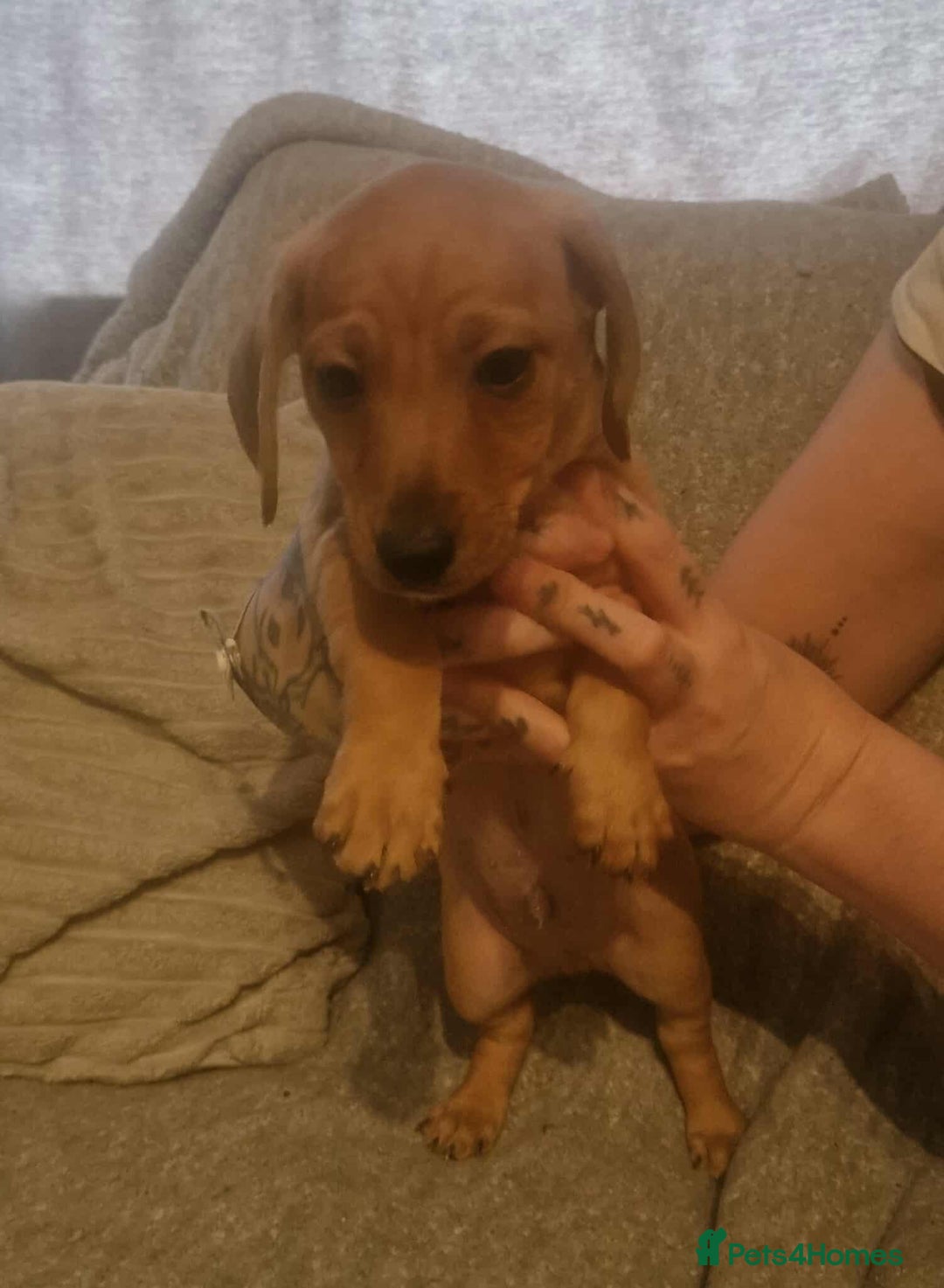 Dachshund dogs for sale: Adorable Dachshund Puppies for Sale - Image 4