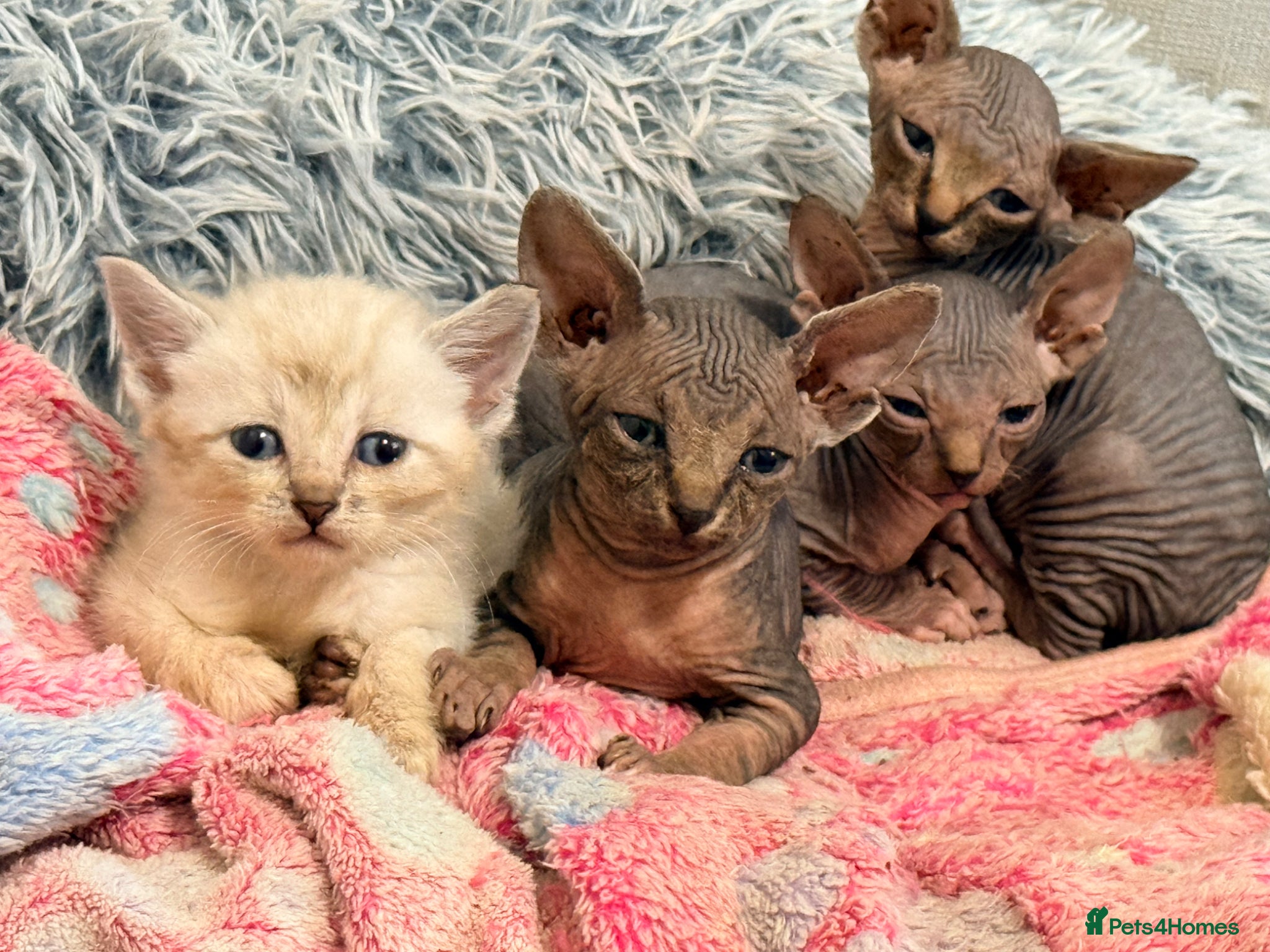 Sphynx cats Stunning litter of Sphynx kittens (hairless & fur) - Advert 1