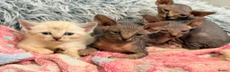 Sphynx cats for sale: Stunning litter of Sphynx kittens (hairless & fur) - Advert 1