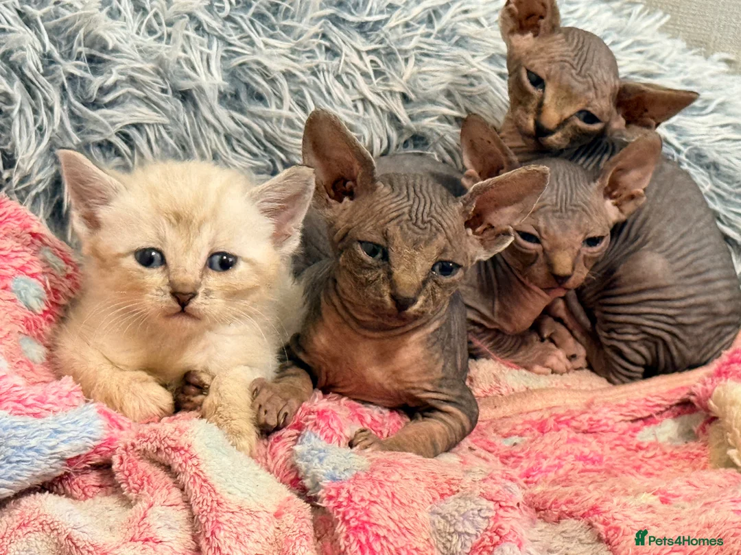 Sphynx cats for sale: Stunning litter of Sphynx kittens (hairless & fur) - Advert 1
