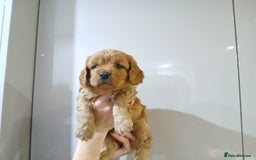 Cavapoochon dogs for sale: Beautiful Ruby Boy - Advert 2