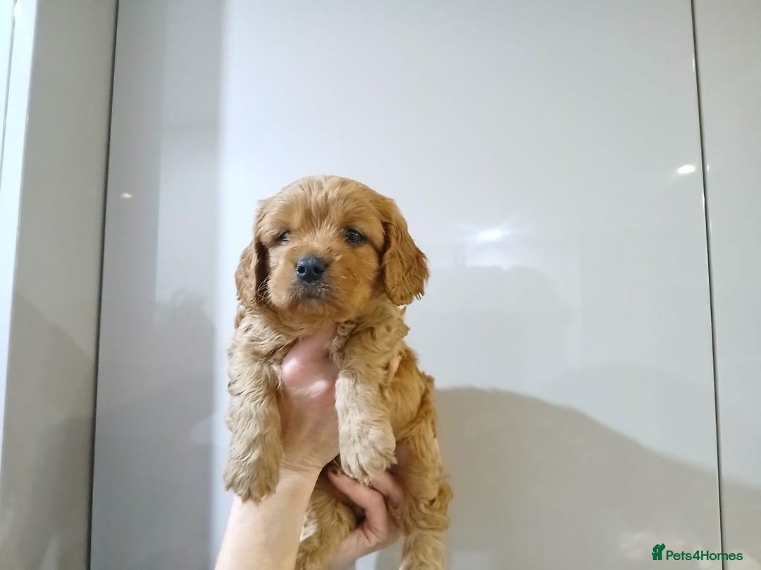 Cavapoochon dogs for sale: Beautiful Ruby Boy - Advert 2