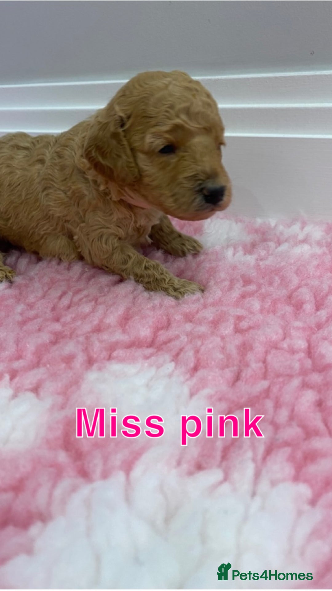Labradoodle dogs for sale: Multi- Generation Toy/Mini parti Labradoodles   - Advert 30