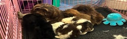 Shih Tzu dogs for sale: Stunning fluffy imperial chocolate and white shizu - Advert 8