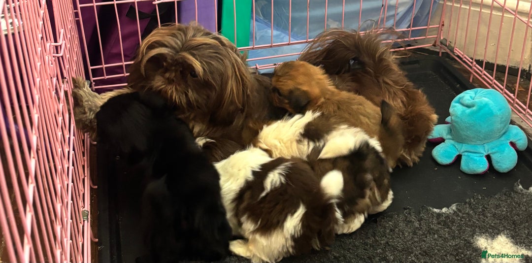 Shih Tzu dogs for sale: Beautiful Shih-zu puppies mixed colours ready soon - Image 11