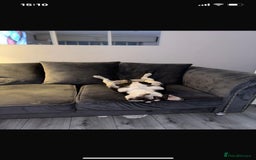 French Bulldog dogs for sale: Beautiful litter of French Bulldogs - Advert 30