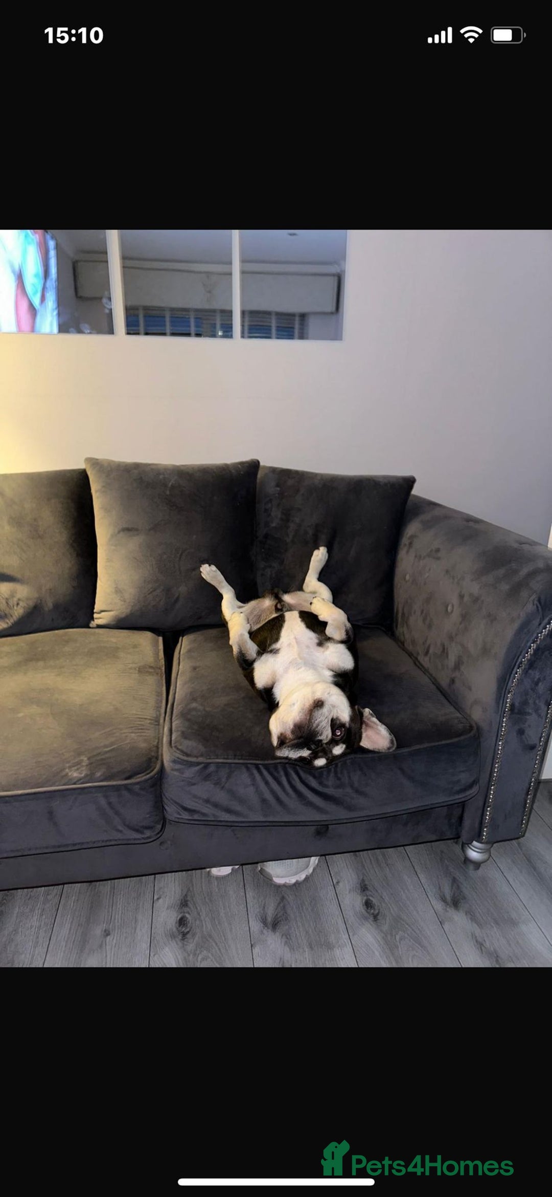 French Bulldog dogs for sale: Beautiful litter of French Bulldogs - Advert 30