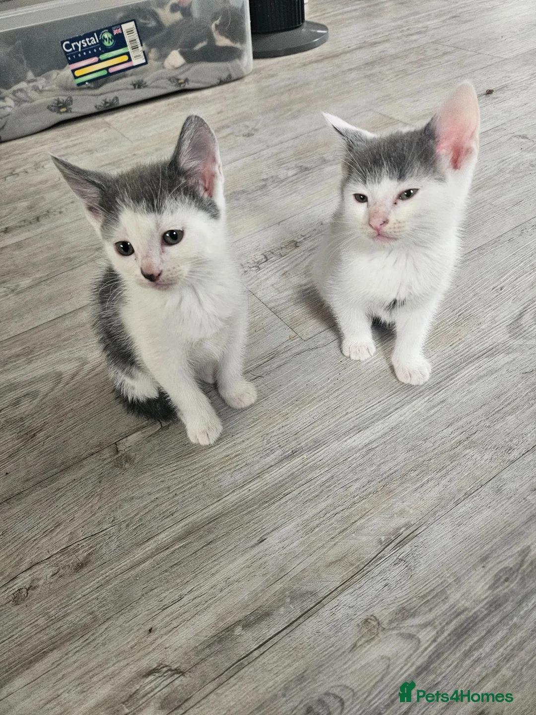 Mixed Breed cats for sale: 5 beautiful kittens - Advert 2