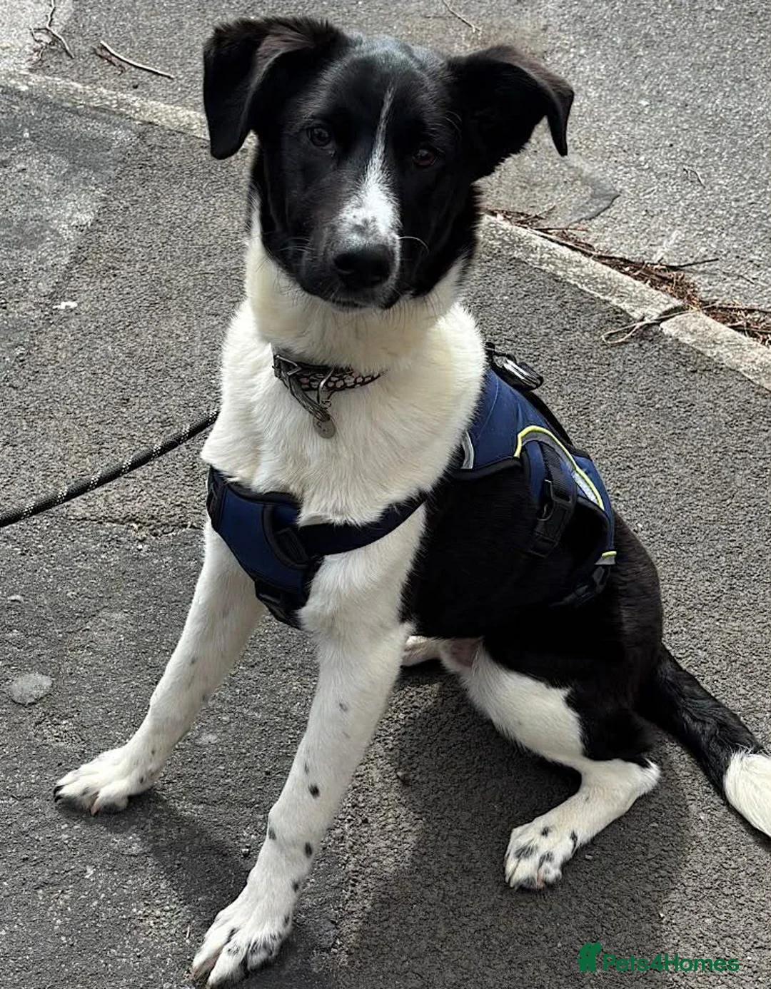 Border Collie dogs for adoption: Noah  in Nottingham - Advert 3