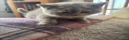 British Shorthair cats for sale: Stunning blue and cream bsh tortie GCCF reg!  - Advert 8