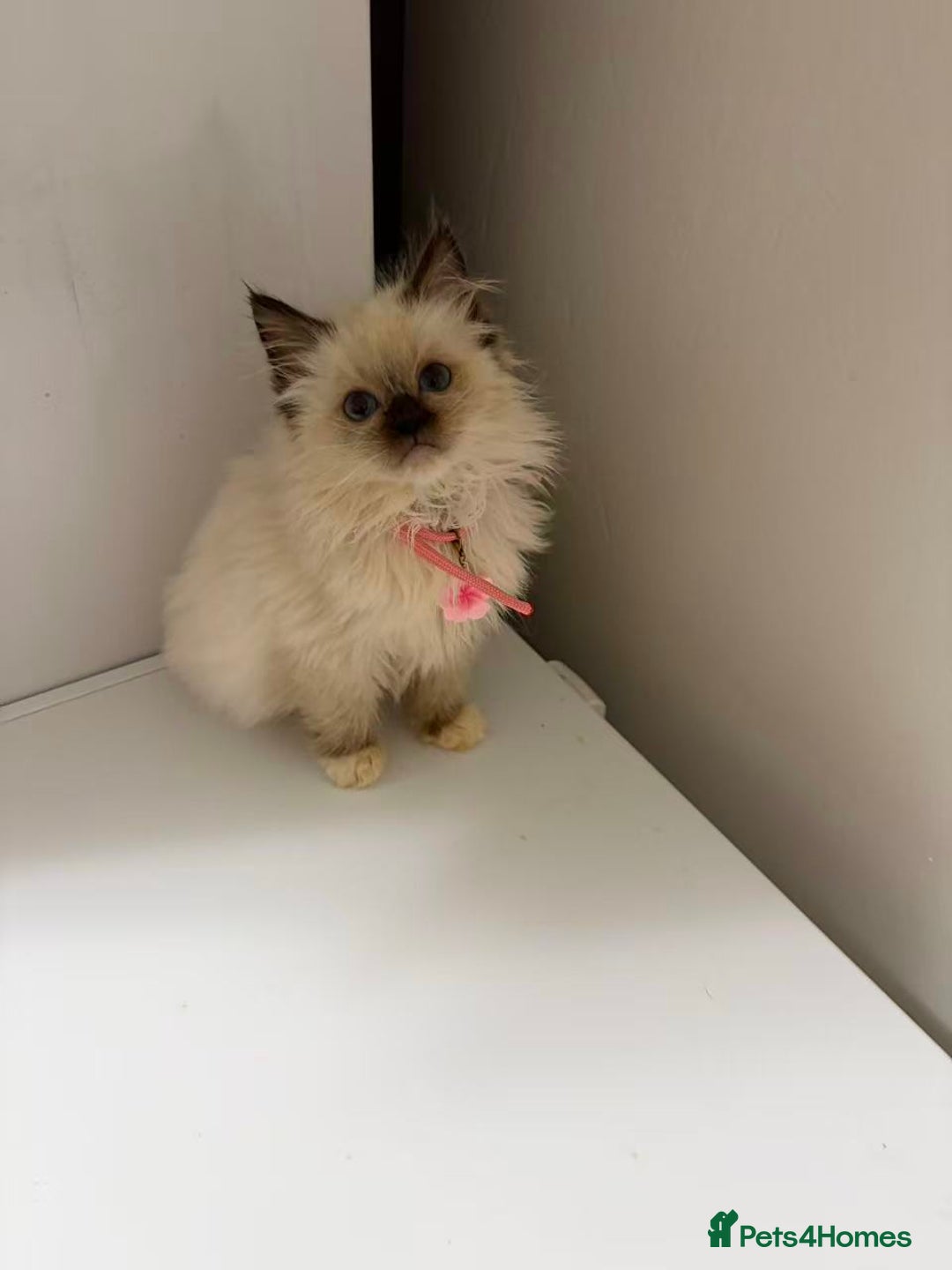 Ragdoll cats for sale: 8 Ragdoll cats for sale - Advert 11