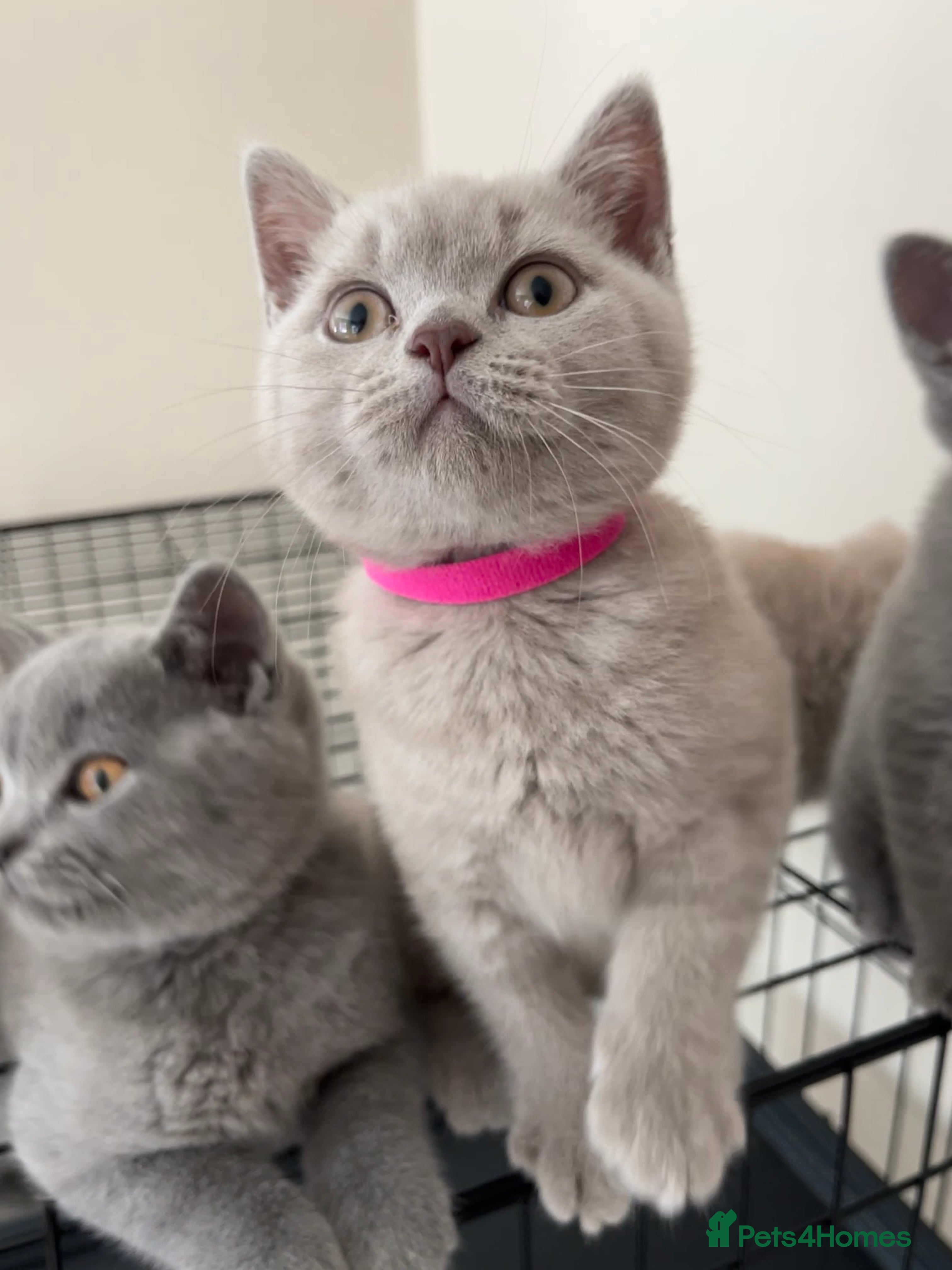 British Shorthair cats Lilac & Blue BSH’s GCCF available this week 🩵💜 - Advert 2