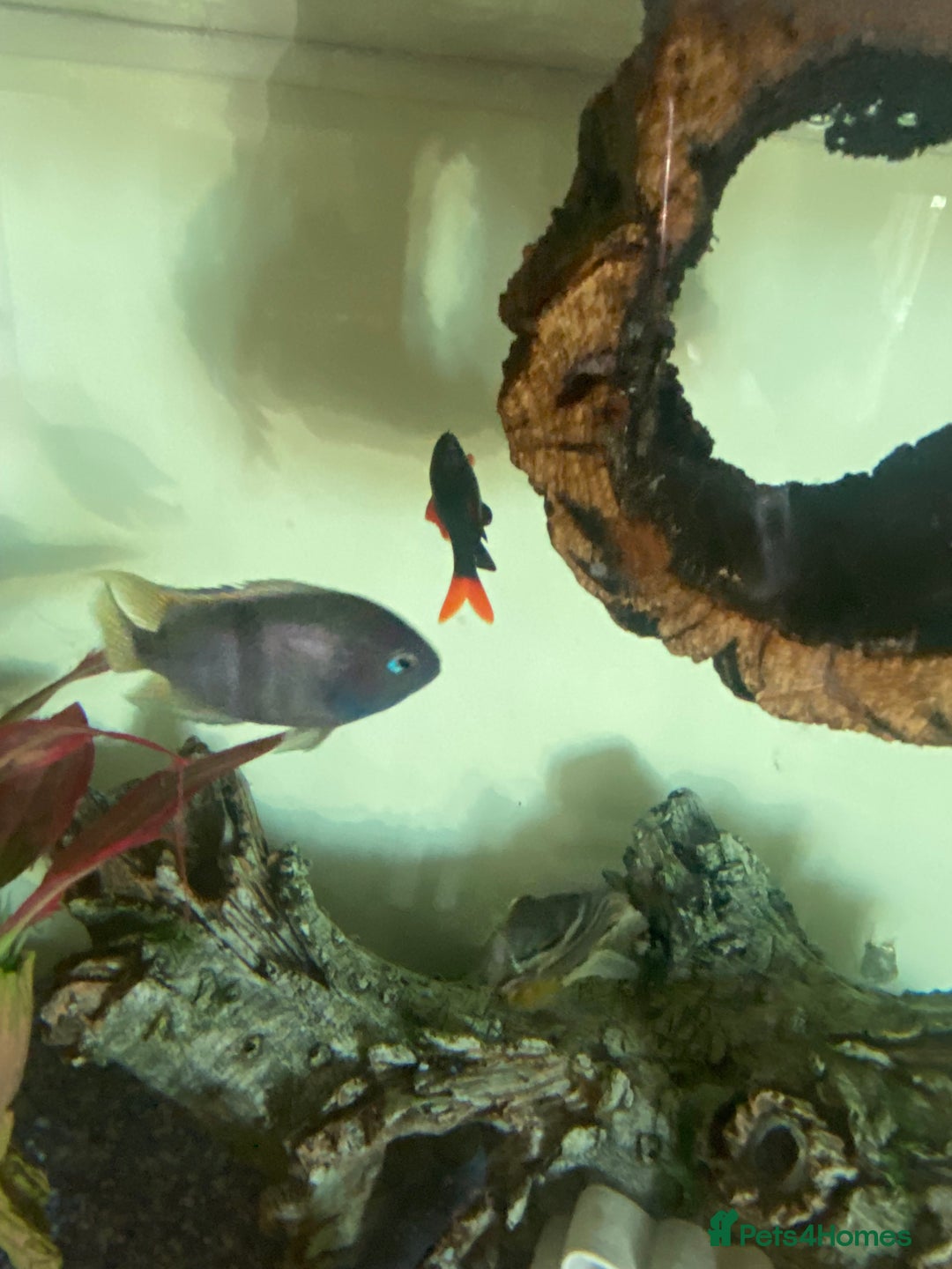 Cichlids fish for sale: South American cichlids all must go! - Image 5