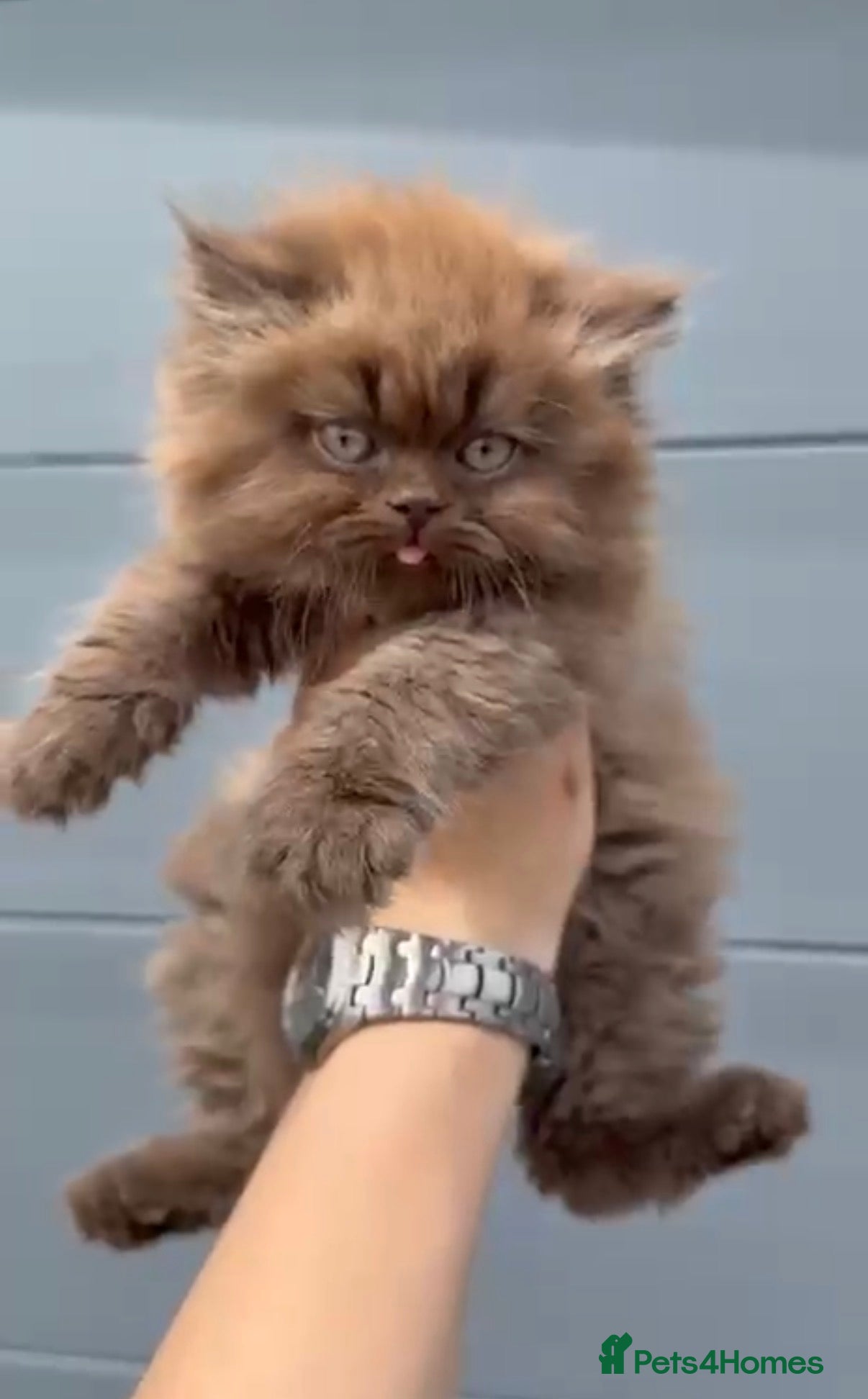 British Shorthair cats Beautiful chunky cinnamon boy looking new home - Advert 17