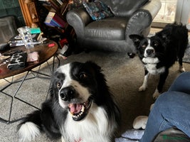 Border Collie dogs 2 Beautiful border collie pups for sale - Advert 3