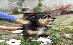 Mixed Breed dogs for adoption: 💖🐶 ELLA 🐶💖 - Image 7