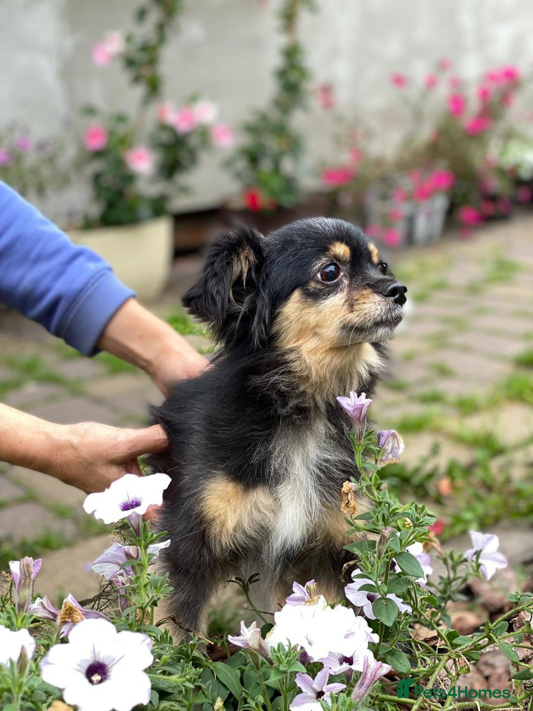Mixed Breed dogs for adoption: 💖🐶 ELLA 🐶💖 - Image 7