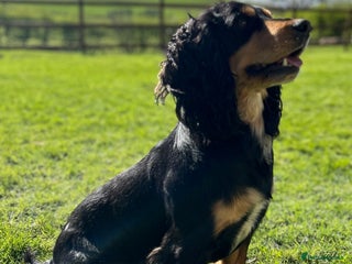 Cocker Spaniel dogs in Ludlow - Advert 39