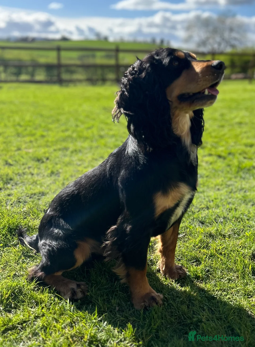 Cocker Spaniel dogs for stud: KC Working Cocker Spaniel Health tested in Ludlow - Advert 1