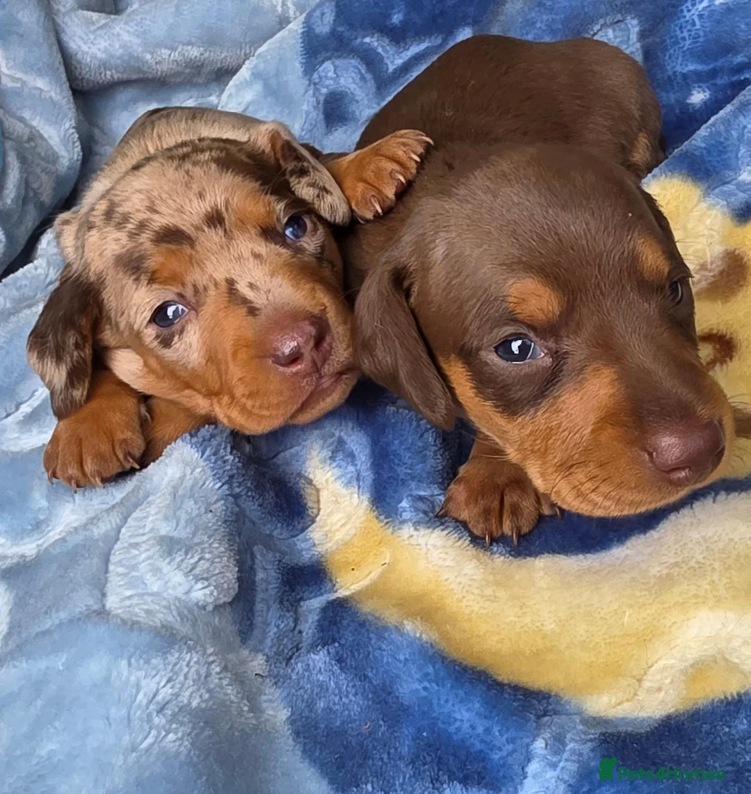 Miniature Dachshund dogs for sale: Mini dachshund girl in Tonbridge - Advert 7