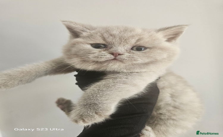 British Shorthair cats - Advert 6
