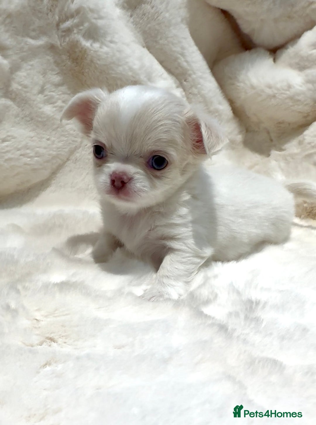 Chihuahua dogs for sale: QUALITY LONG COAT KC CHIHUAHUA PUPPIES  - Advert 17