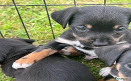 Jack Russell dogs for sale: Traditional pure jackrussell puppies  - Image 2