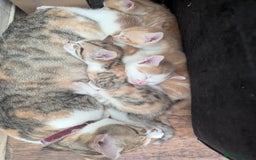 Mixed Breed cats for sale: 9 week old kittens - Image 1