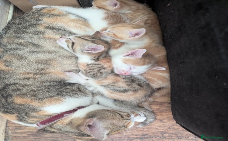 Mixed Breed cats - Advert 2