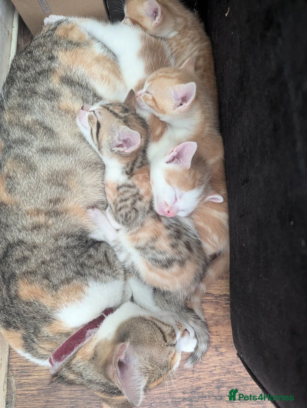 Mixed Breed cats for sale: 9 week old kittens - Image 1