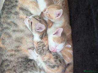 Mixed Breed cats - Advert 1