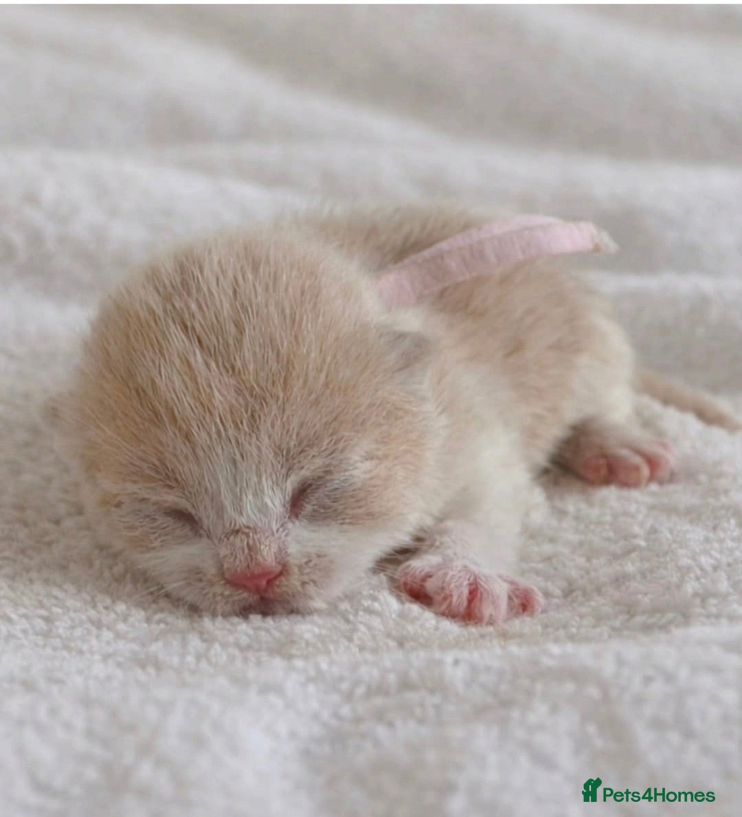 British Shorthair cats Outstanding quality British shorthair kittens  - Advert 1