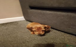 Miniature Dachshund dogs for sale: Miniature Dachshund  - Image 5