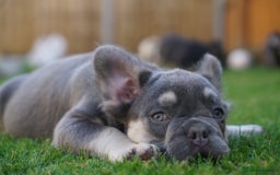 French Bulldog dogs for sale: Exceptional KC Fluffy French Bulldog Puppies - Image 4