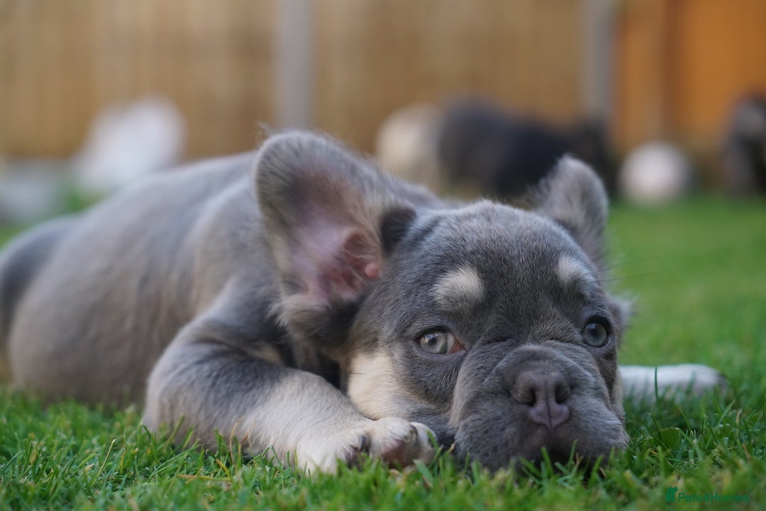 French Bulldog dogs for sale: Exceptional KC Fluffy French Bulldog Puppies - Image 4