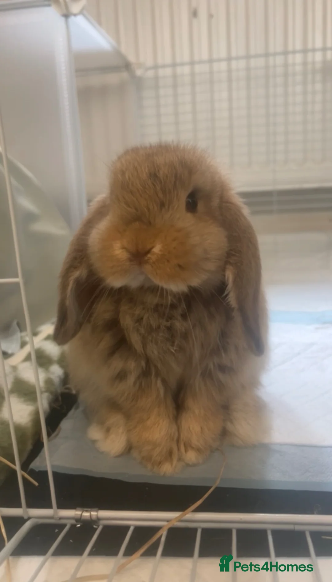 Mini Lop rabbits for sale: 9 month old mini lop bunny in London - Advert 2
