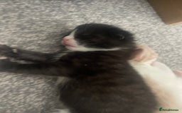 British Longhair cats for sale: 4 gorgeous kittens  - Image 4