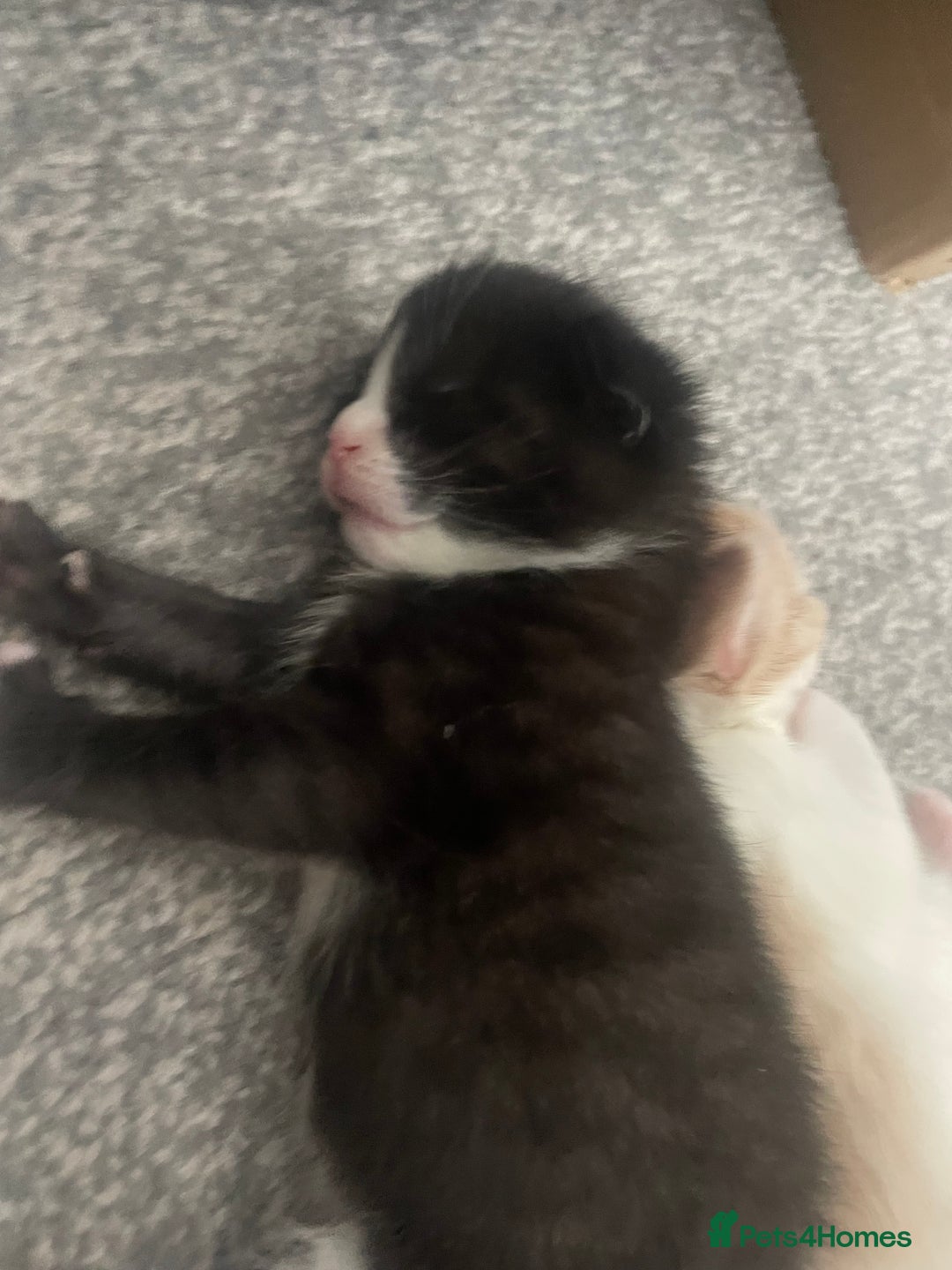 British Longhair cats for sale: 4 gorgeous kittens  - Image 4