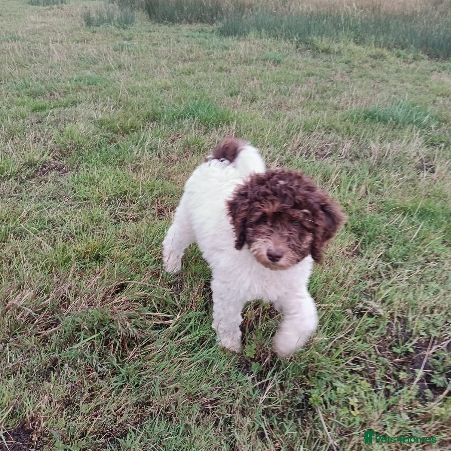 Labradoodle dogs 🌈Last boy ,stunning rare phantom parti.🌈BVA DNA - Advert 1