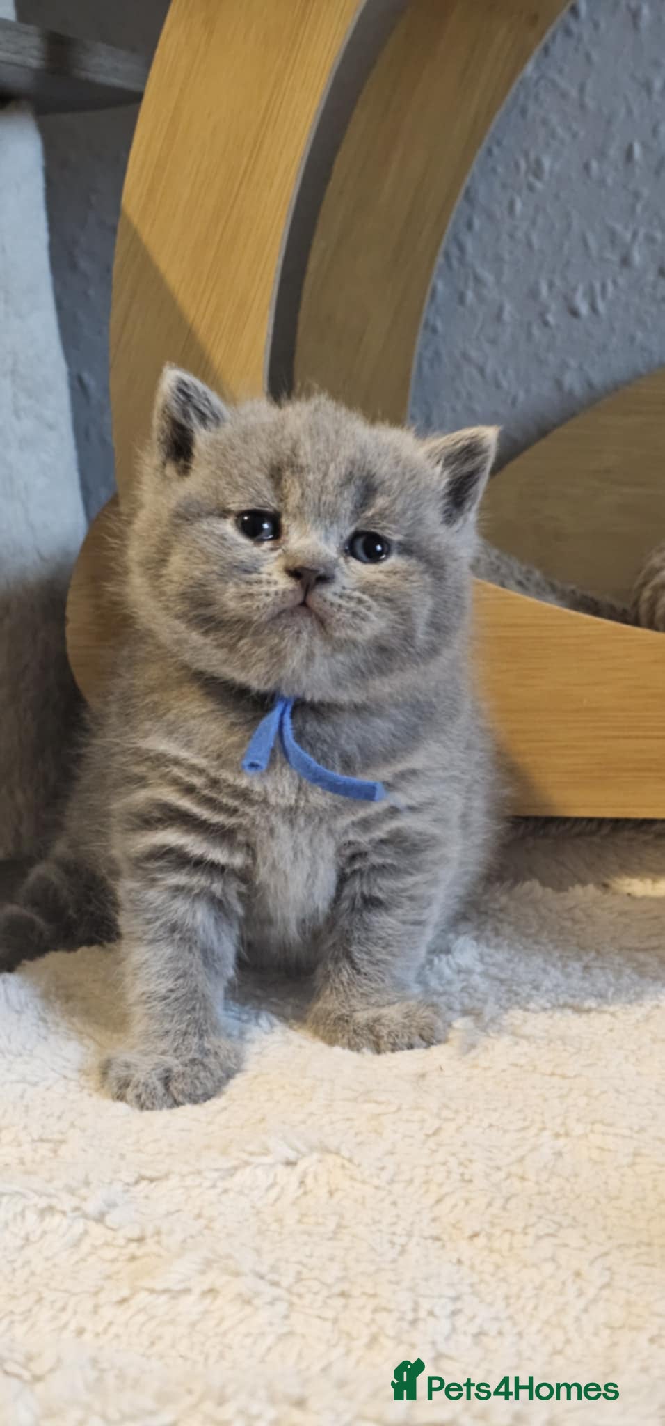 British Shorthair cats High-Quality British Shorthair Kittens GCCF🐾 - Advert 5