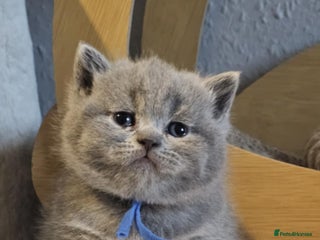 British Shorthair cats High-Quality British Shorthair Kittens GCCF🐾 - Advert 5