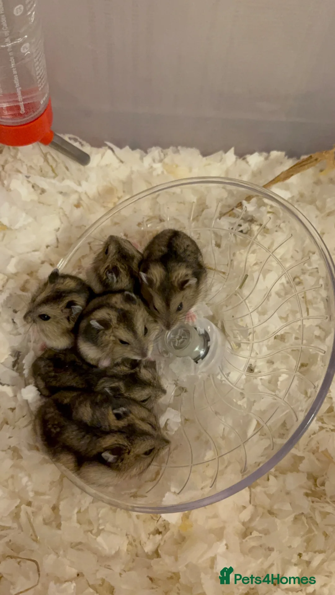 Hamster rodents for sale: 7 Russian dwarf hamsters  in Bootle - Advert 2