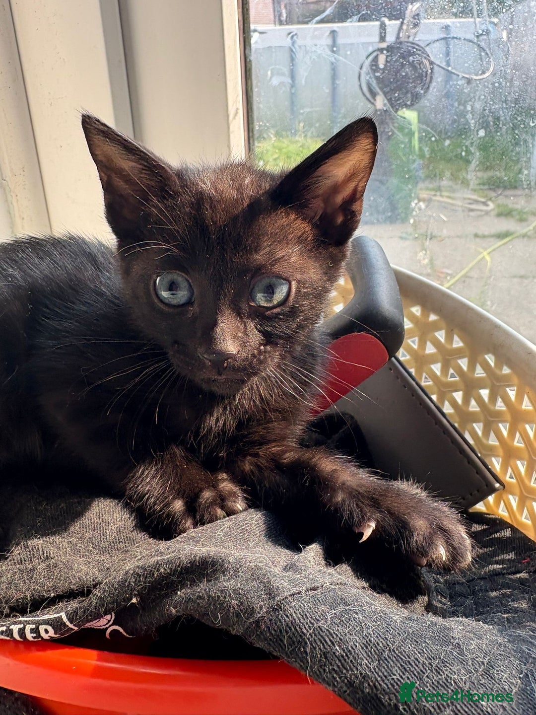 Bengal cats for sale: Black and charcoal Bengal kittens  - Image 12